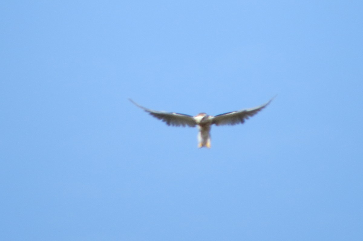 White-tailed Kite - ML222251561