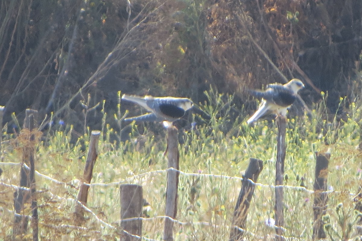 White-tailed Kite - ML222251601