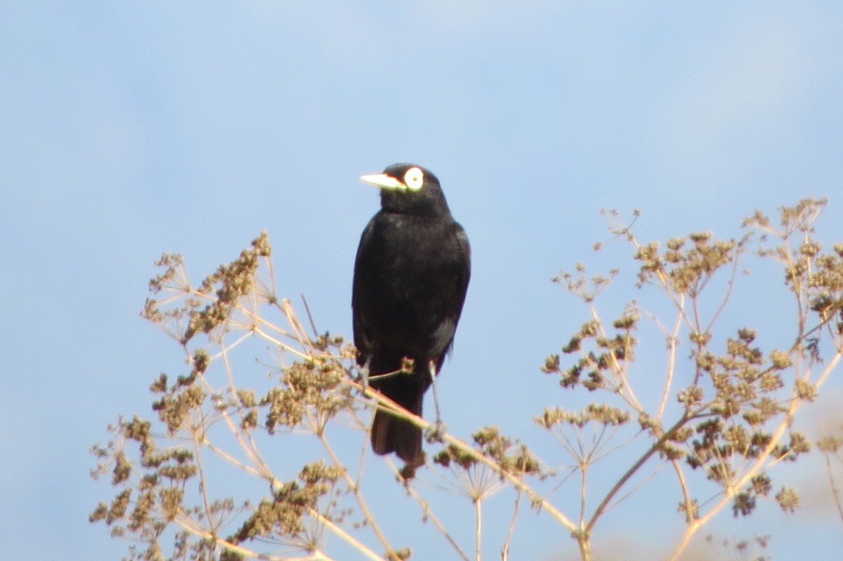 Spectacled Tyrant - ML222251631