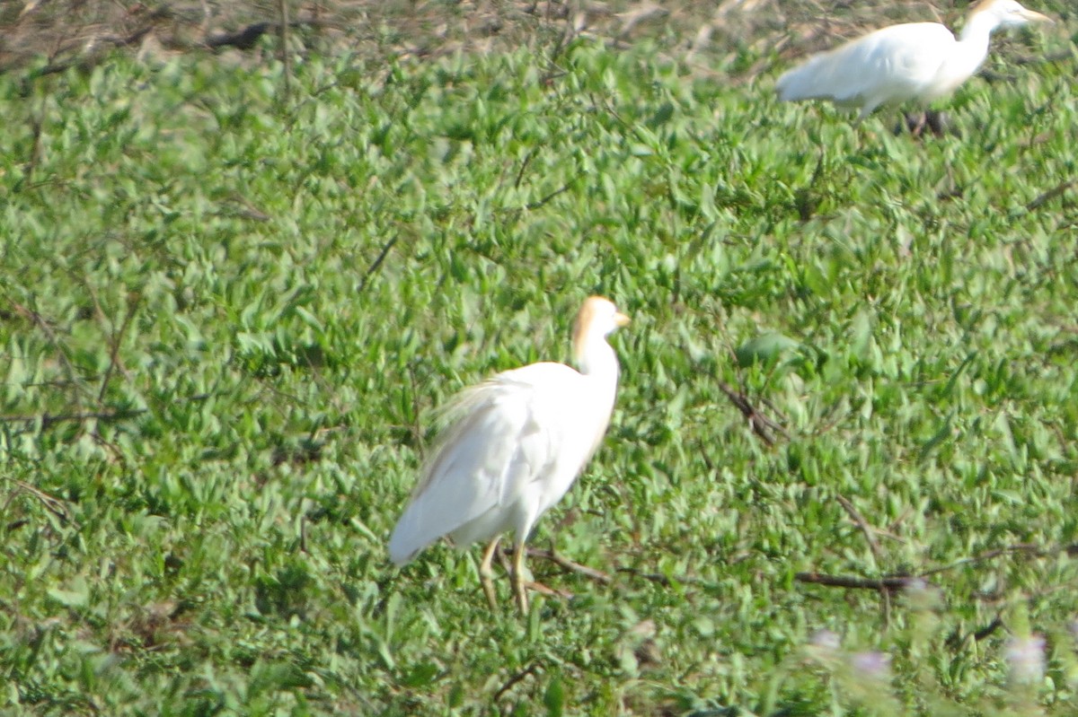 Western Cattle Egret - ML222251711