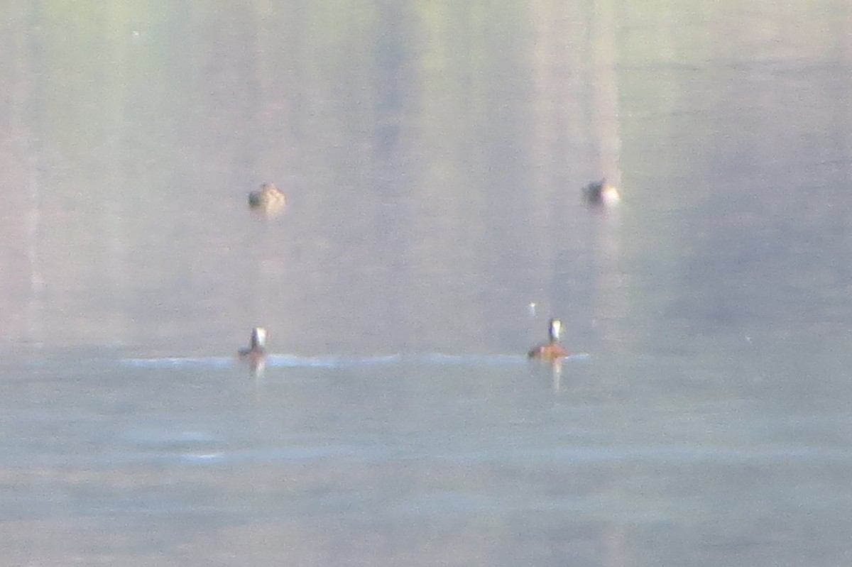 White-tufted Grebe - ML222251831