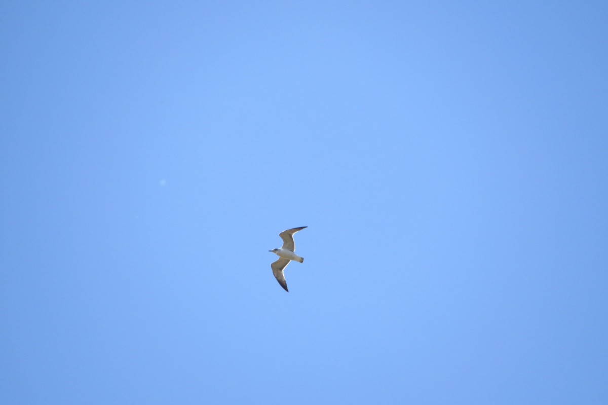 Franklin's Gull - ML222251931