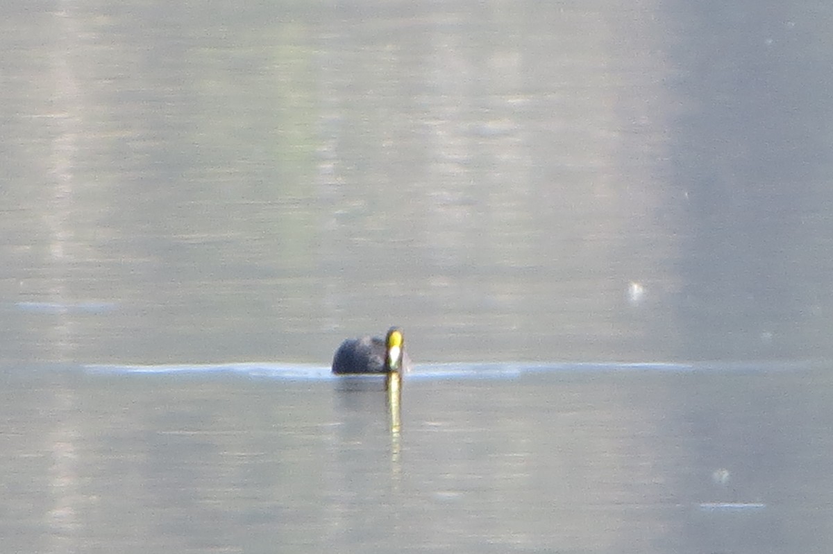 White-winged Coot - ML222252061