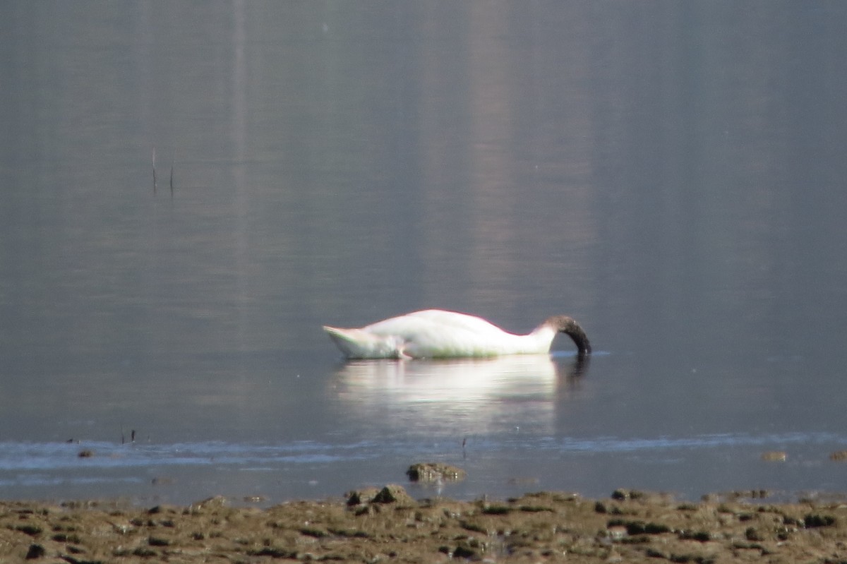 Black-necked Swan - ML222252221