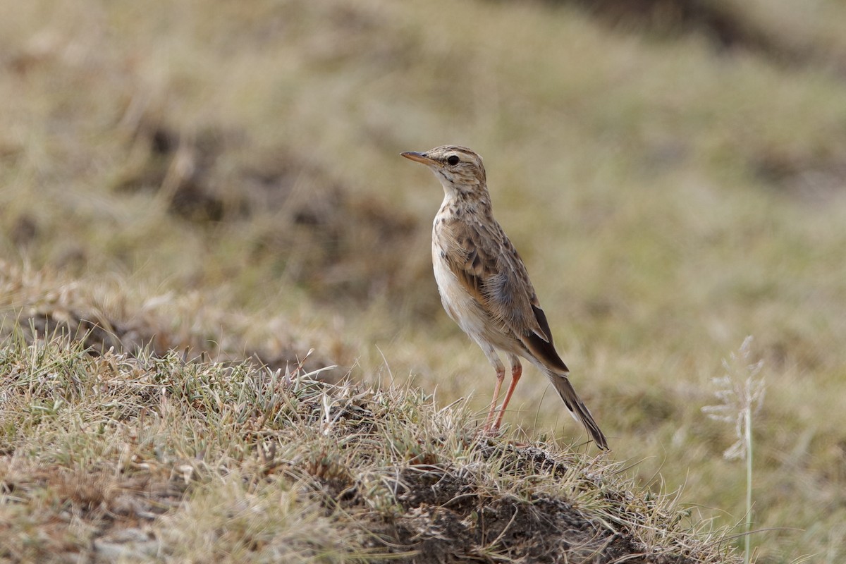 African Pipit - ML222252301