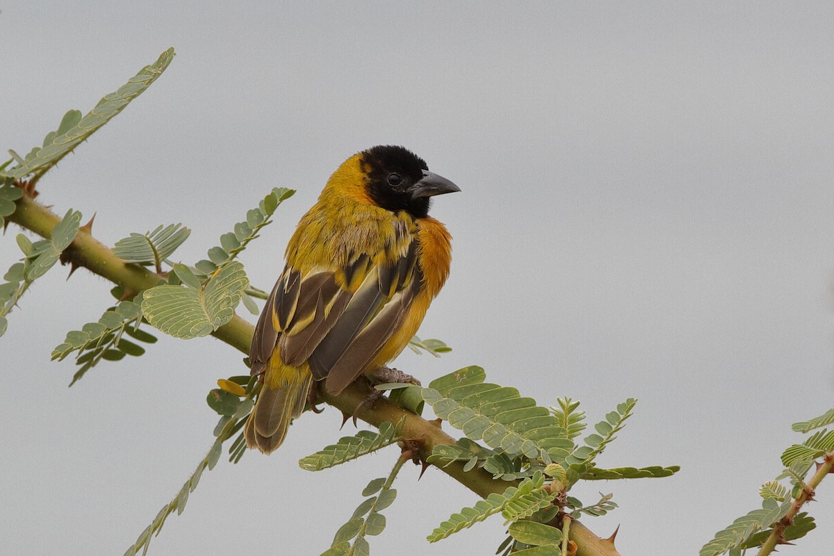 Black-headed Weaver - ML222252331