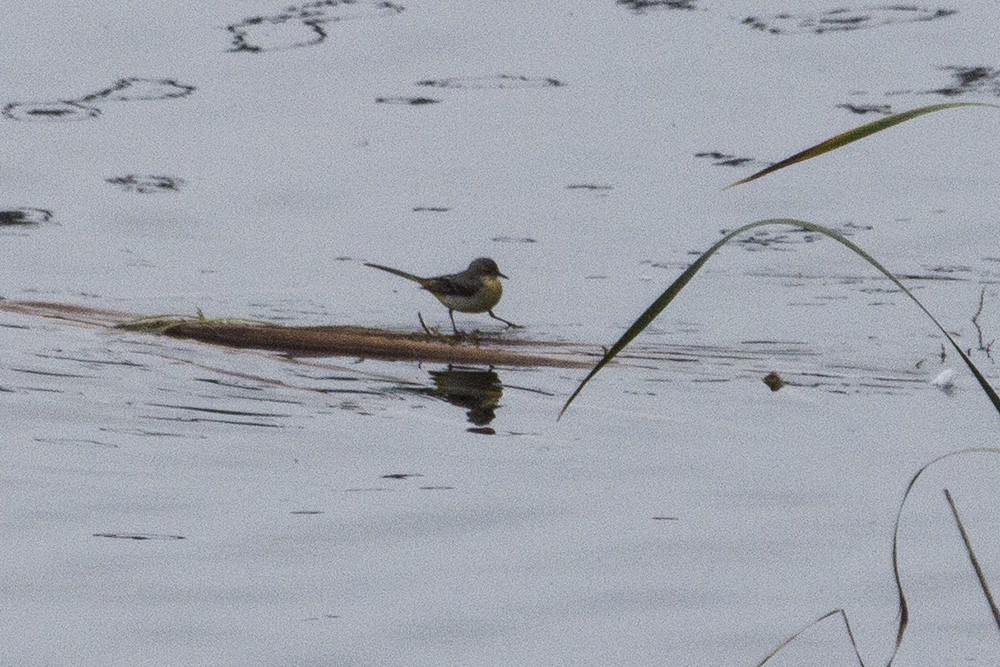 Gray Wagtail - ML22225261