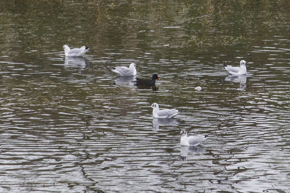 Eurasian Moorhen - ML22225311