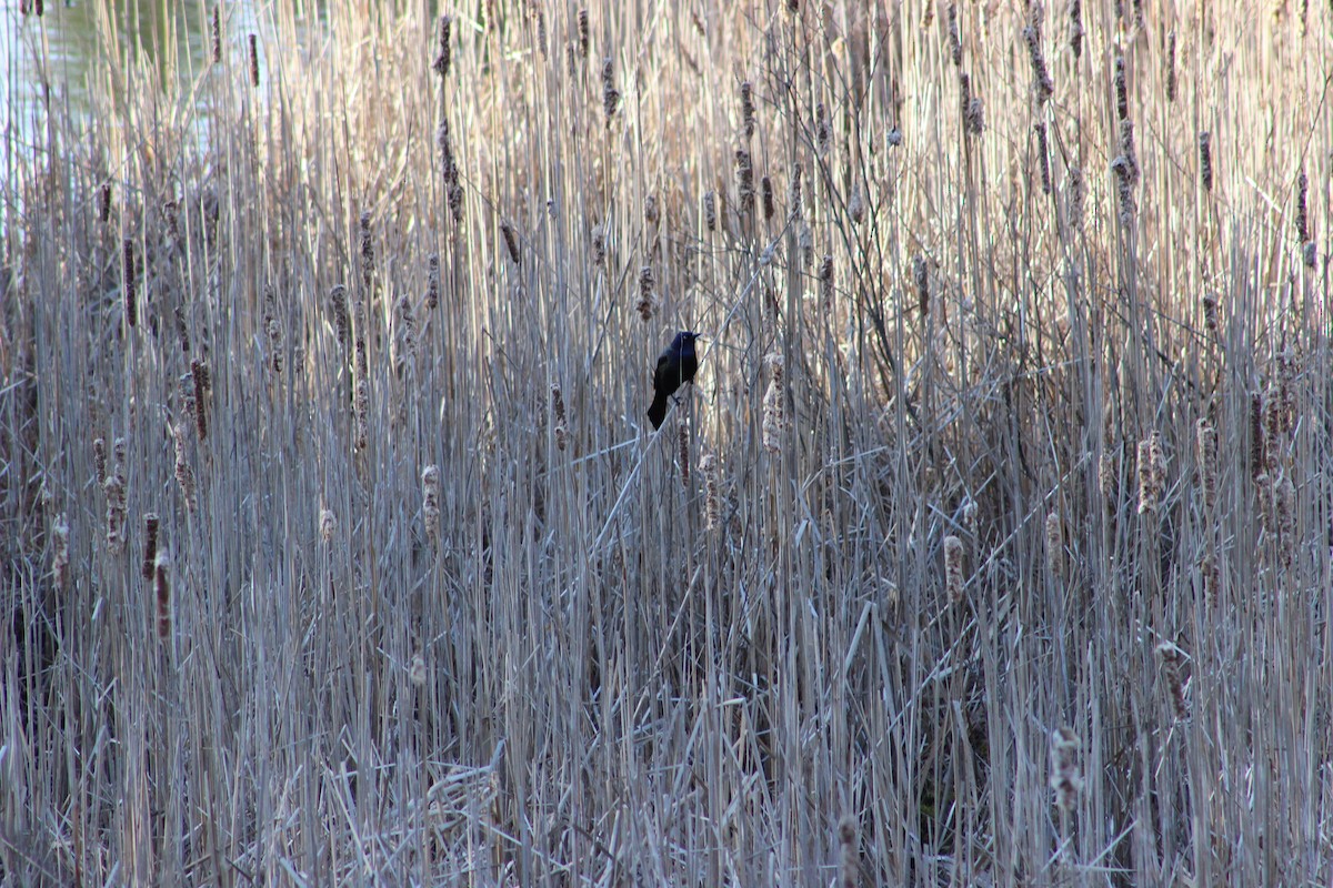 Common Grackle - ML222253171