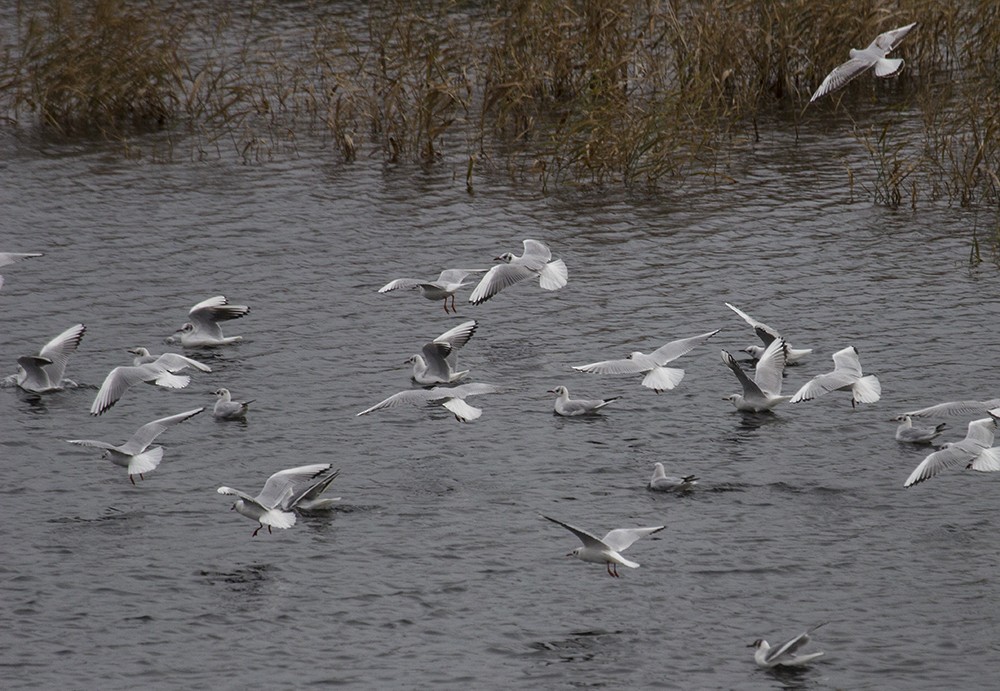 Black-headed Gull - ML22225331