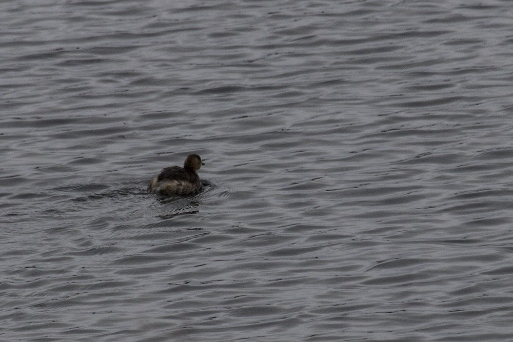 Little Grebe - ML22225341