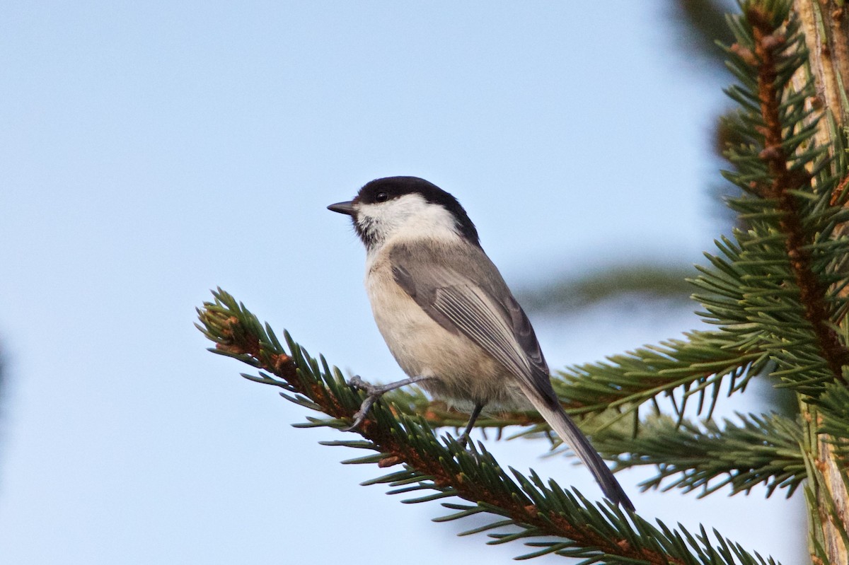 Willow Tit - ML222253981