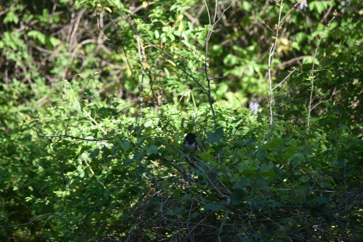 Eastern Towhee - ML222255171