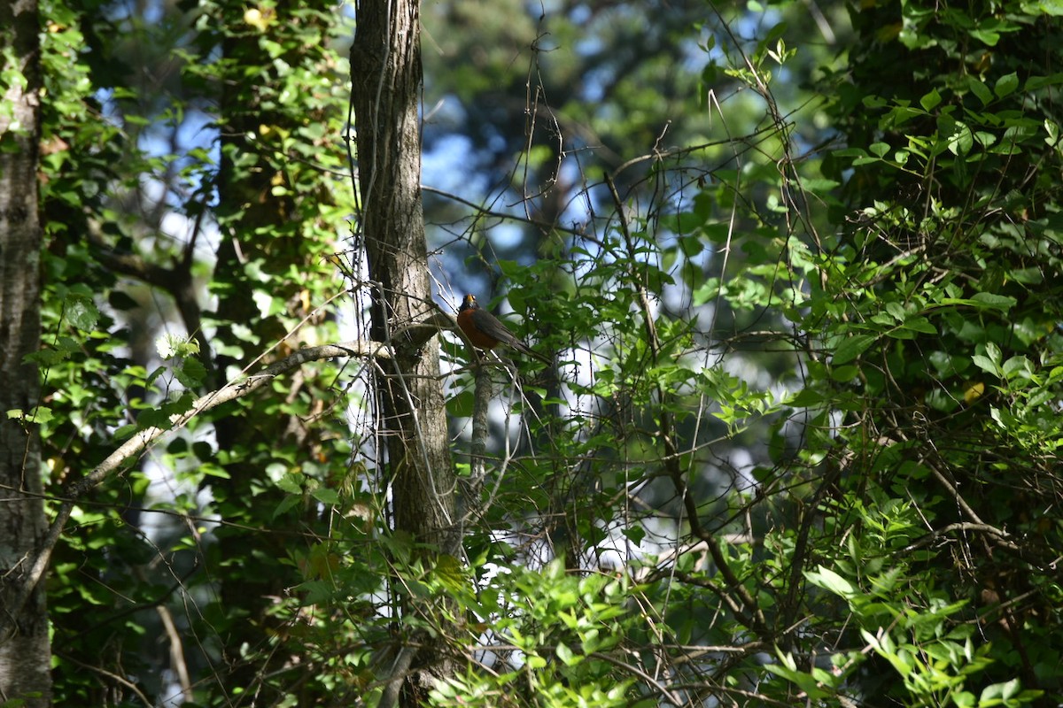 American Robin - ML222255301
