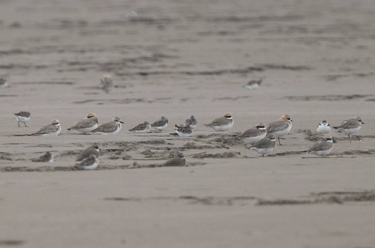 Greater Sand-Plover - Simon Colenutt