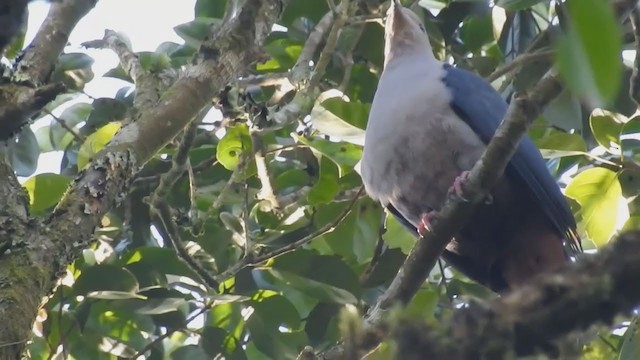 Dark-backed Imperial-Pigeon - ML222257521