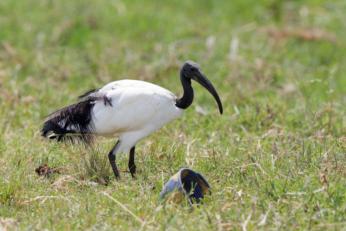 African Sacred Ibis - ML222258771