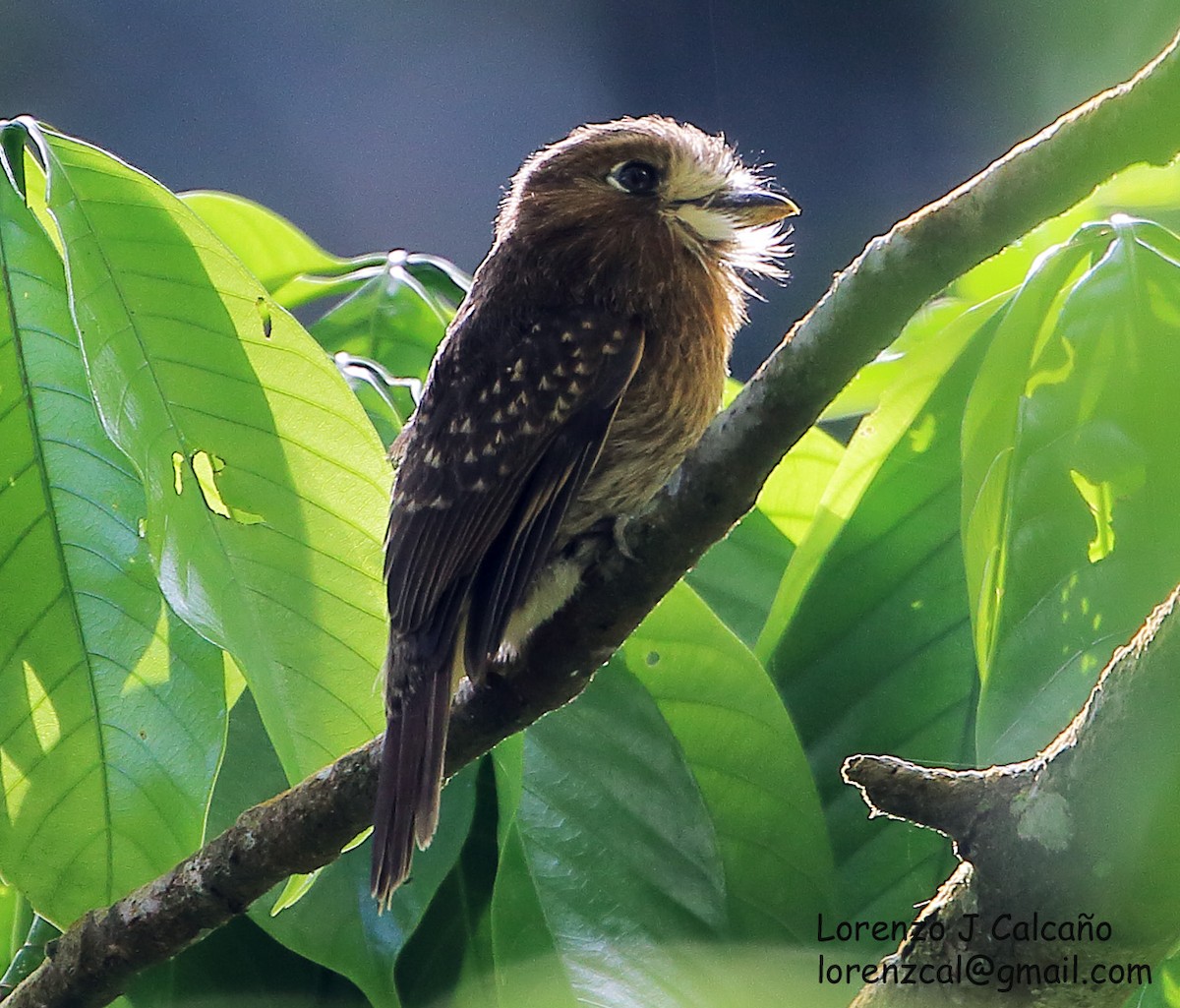 Moustached Puffbird - ML222261881