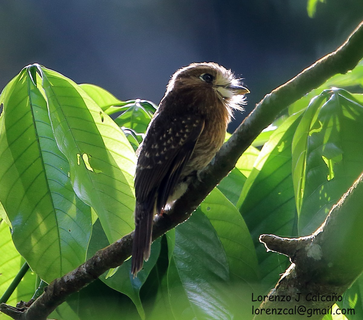 Moustached Puffbird - ML222261891