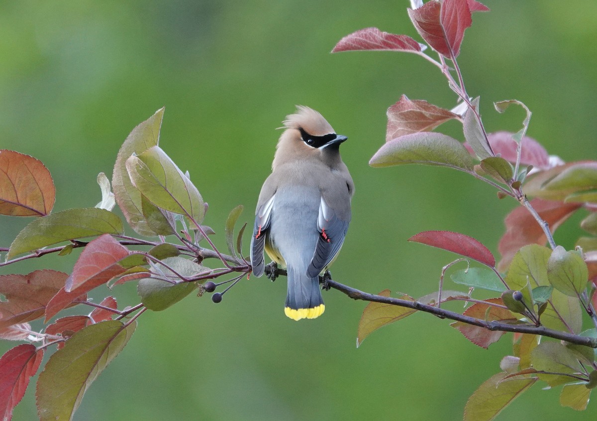 Cedar Waxwing - ML222264111