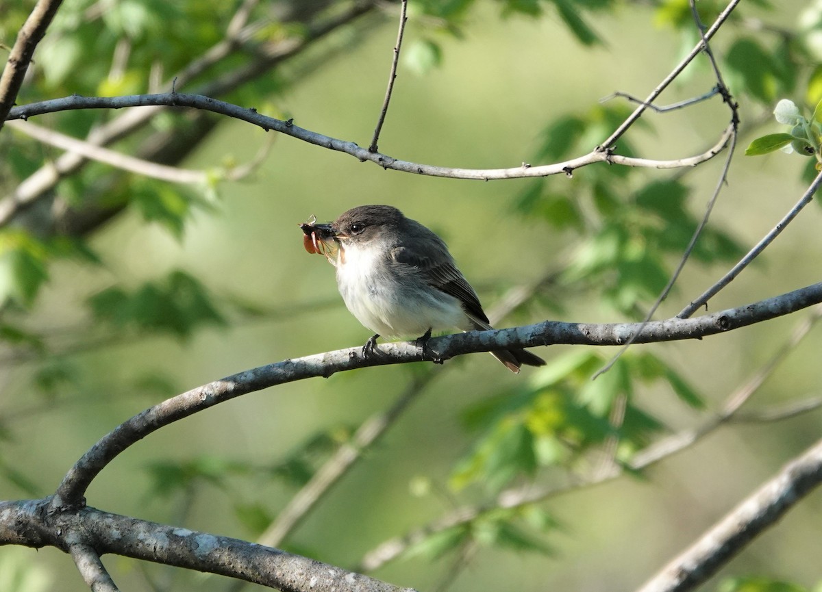 Eastern Phoebe - ML222264451
