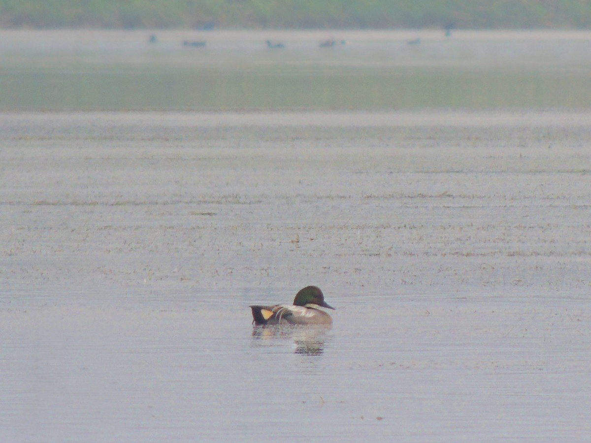 Falcated Duck - ML222264551