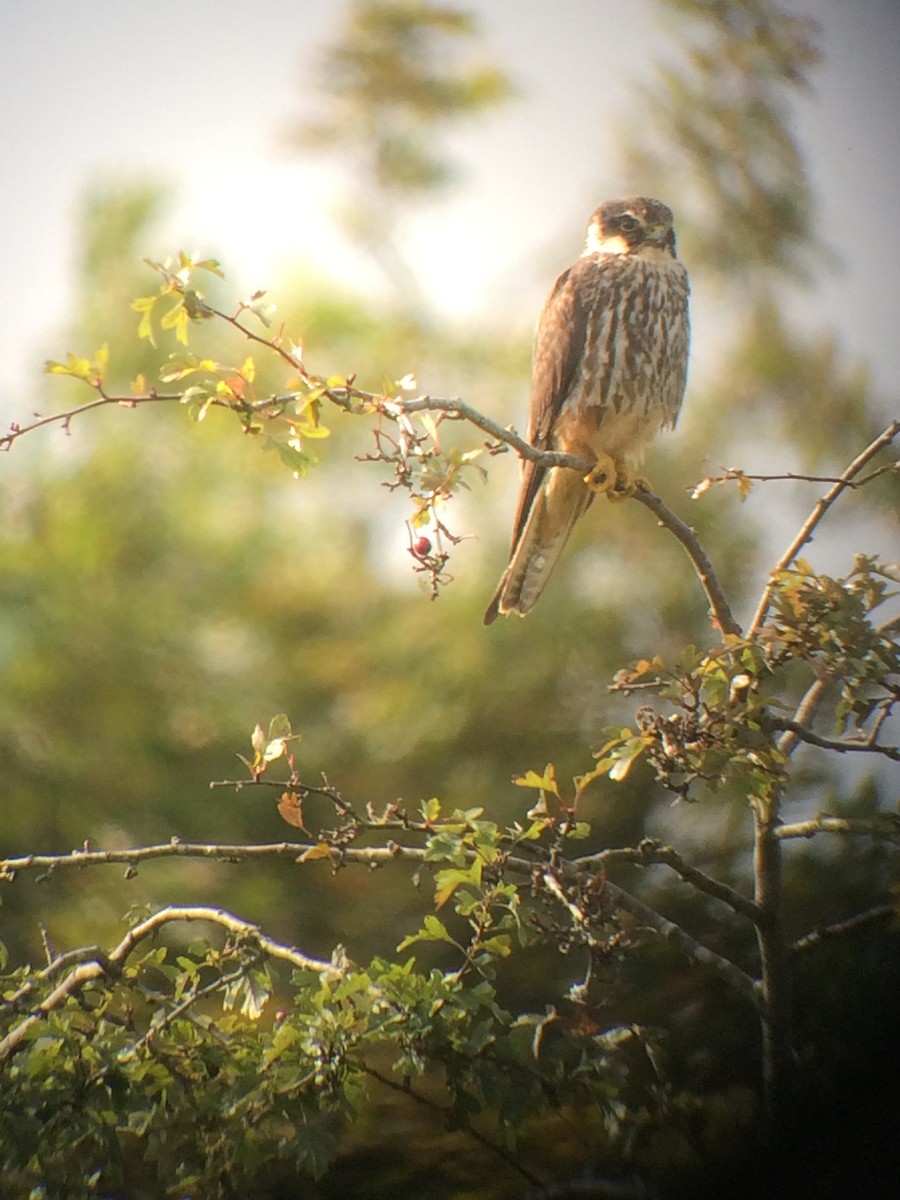 Eurasian Hobby - ML222265661