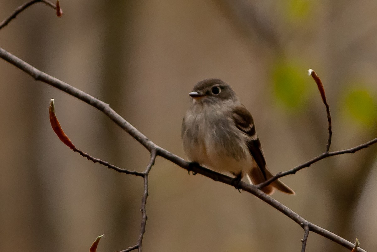 Least Flycatcher - ML222265781