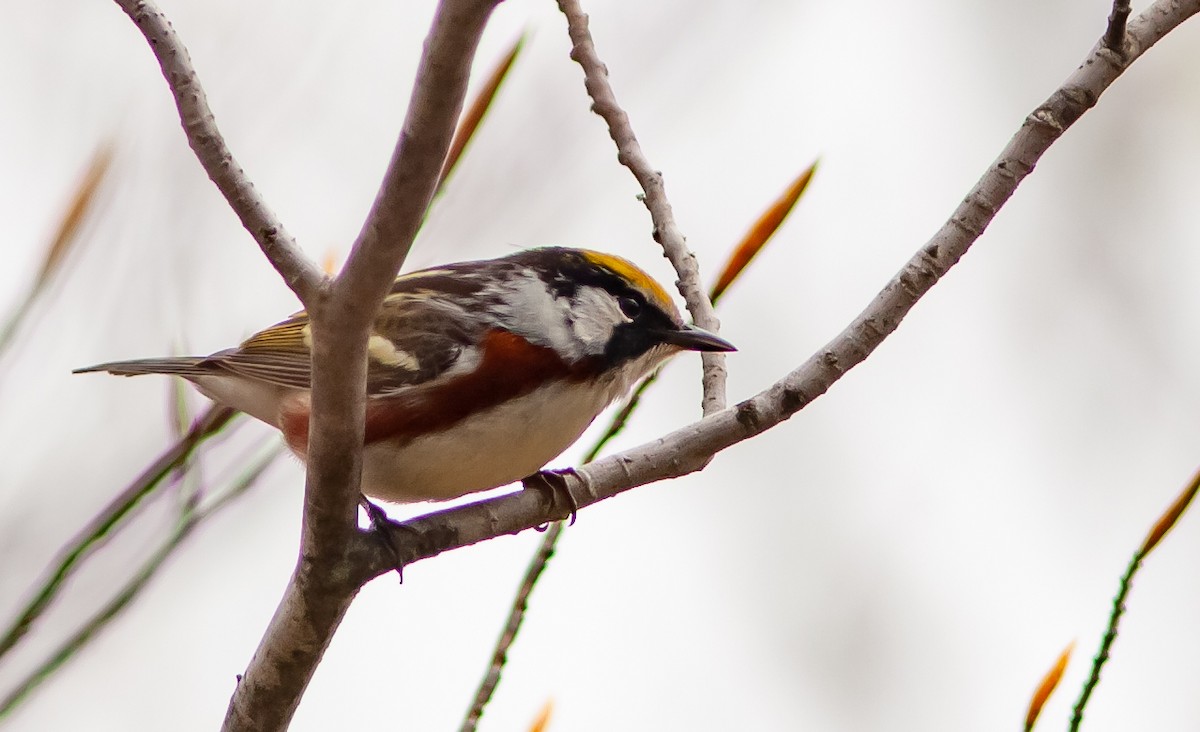 Chestnut-sided Warbler - Chris Jones