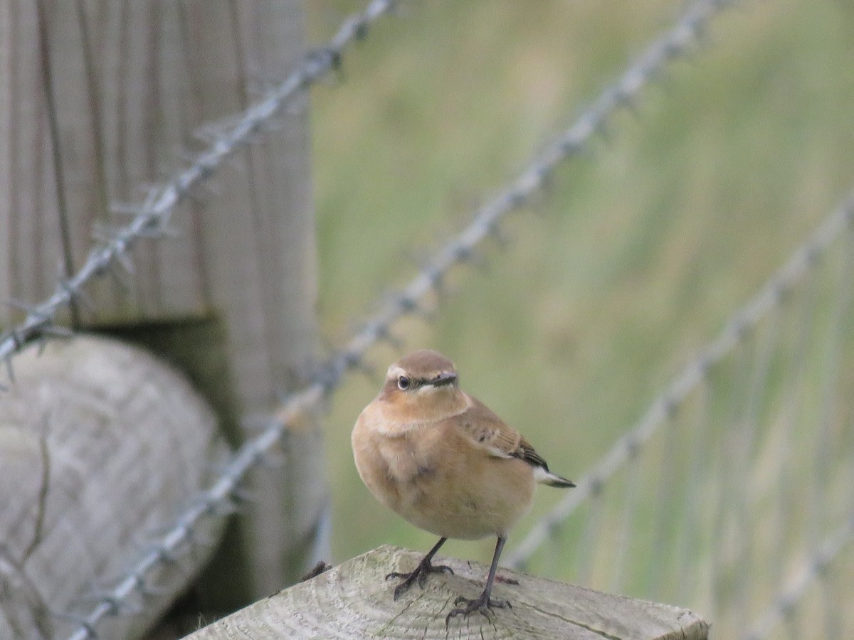 Northern Wheatear - ML222266401