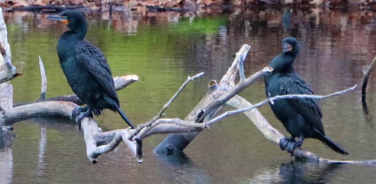 Double-crested Cormorant - valerie heemstra