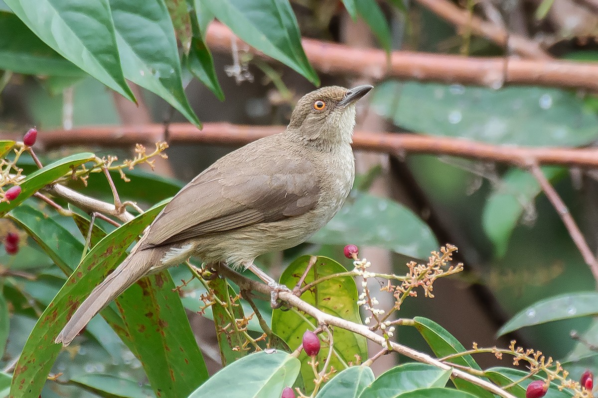 Red-eyed Bulbul - Natthaphat Chotjuckdikul