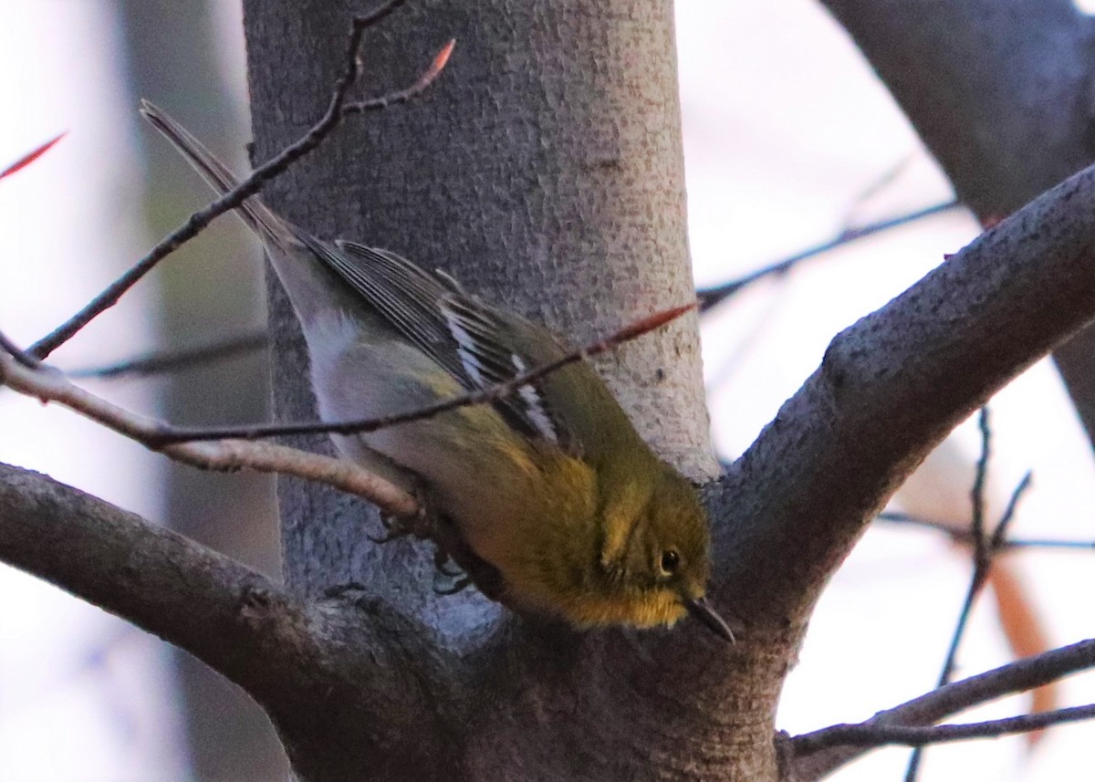 Pine Warbler - valerie heemstra