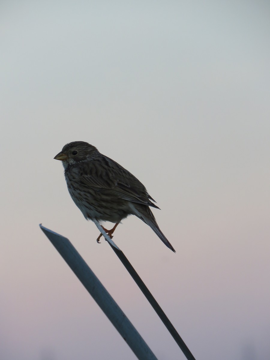 Corn Bunting - ML222270101