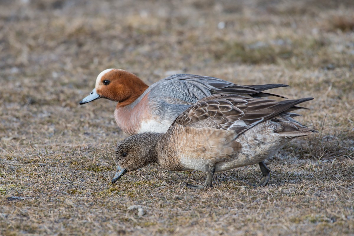 Eurasian Wigeon - Frank King