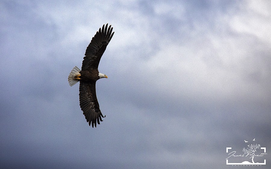 Bald Eagle - ML222274161