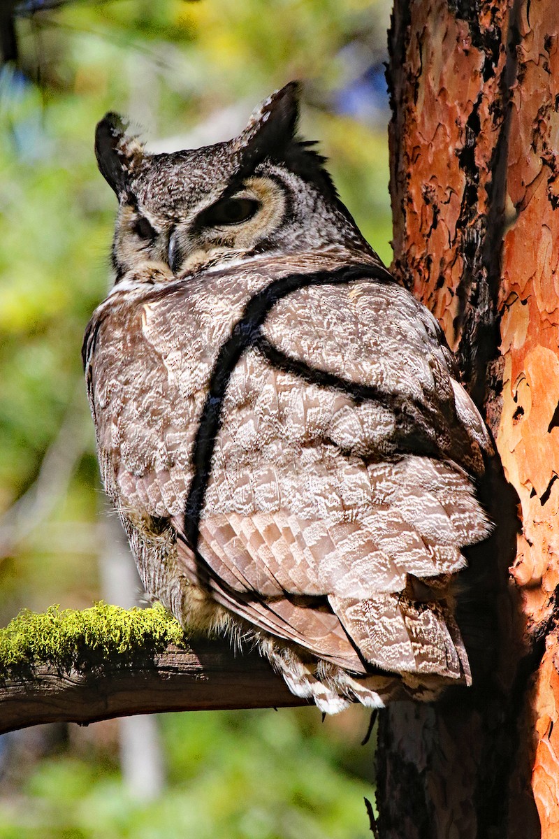 Great Horned Owl - Central Oregon Historical Records