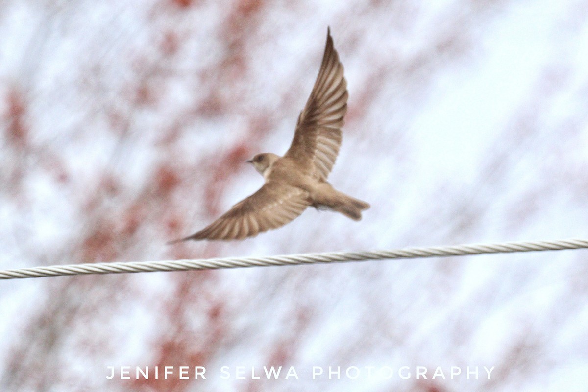 Northern Rough-winged Swallow - Jen Selwa