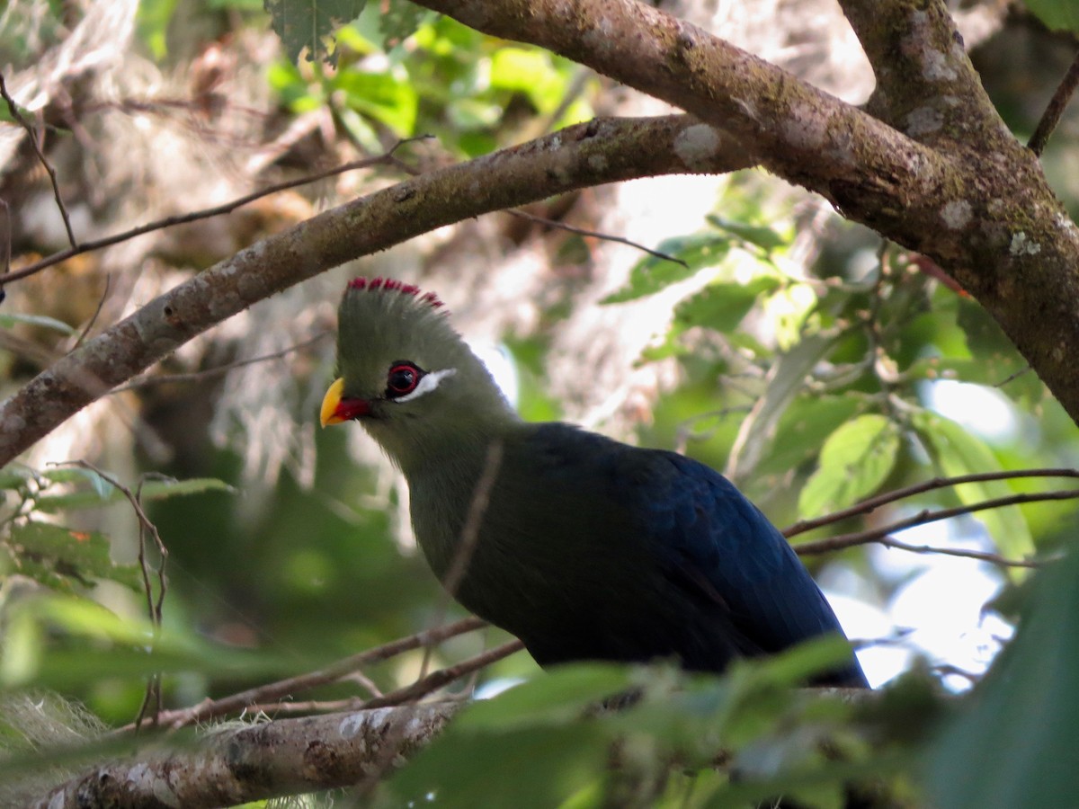 Turaco Piquigualdo (verreauxii) - ML222279401