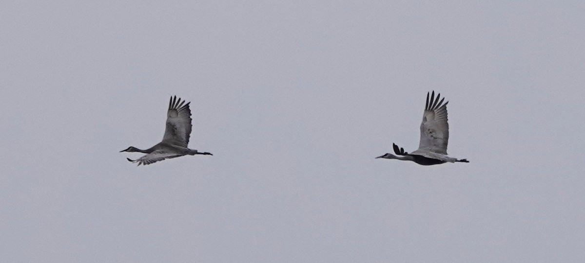 Sandhill Crane - Peter Blancher