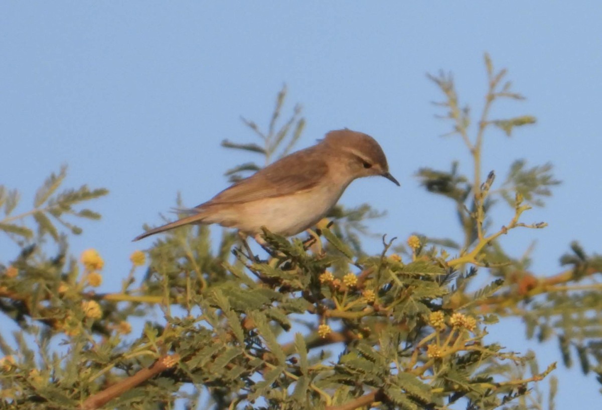 Plain Leaf Warbler - ML222282861