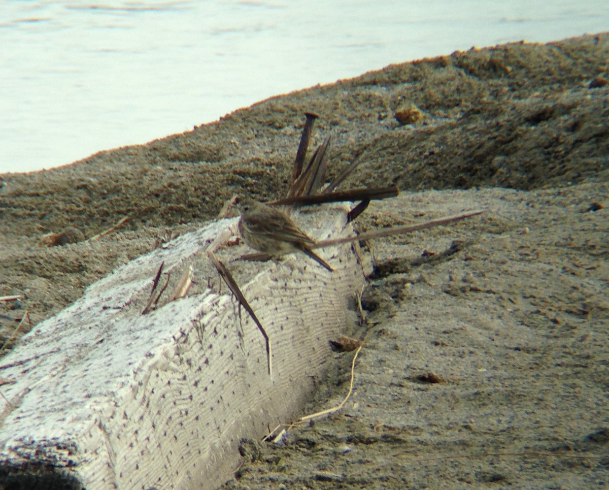 American Pipit - ML222282961