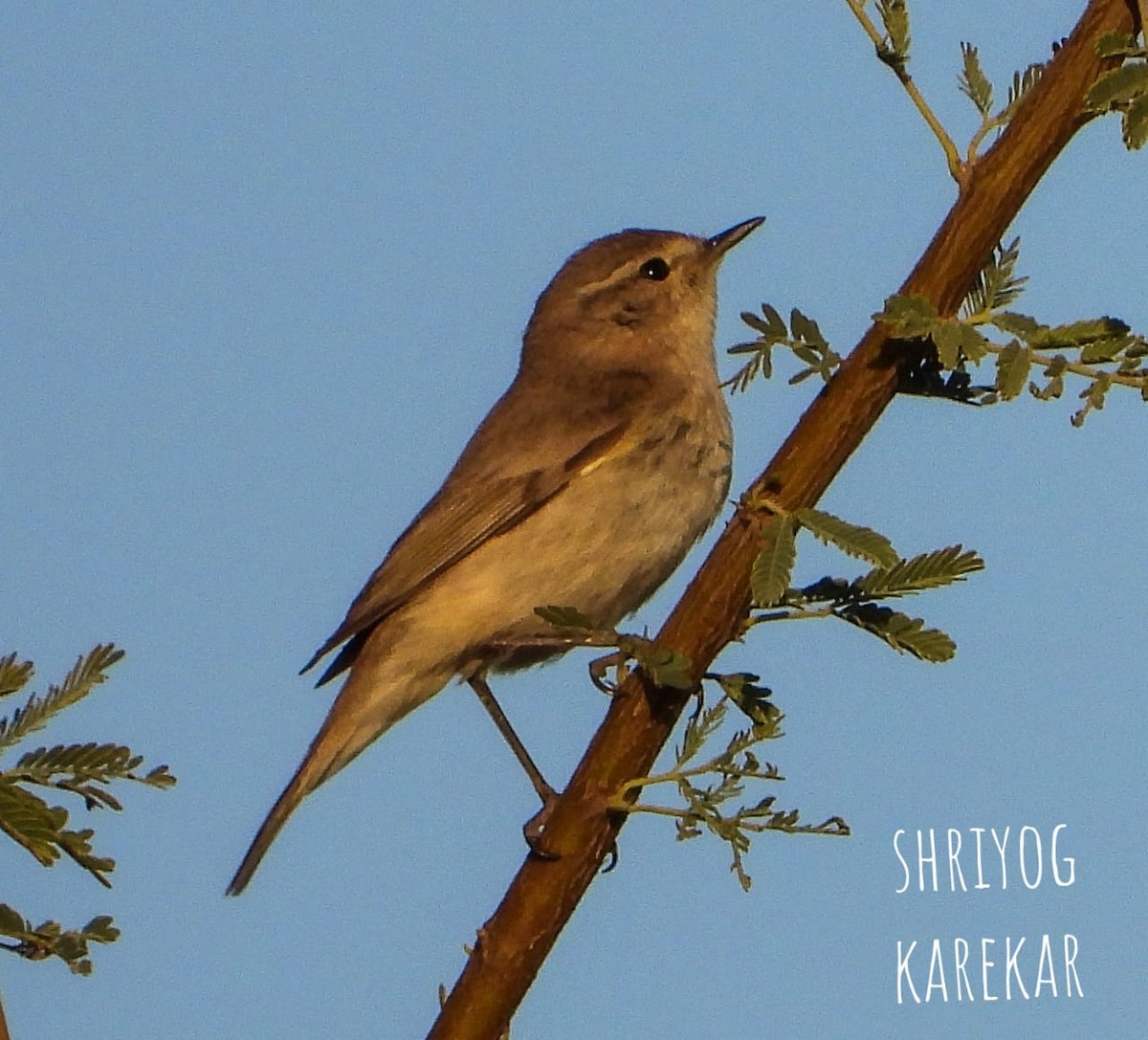Plain Leaf Warbler - ML222283101