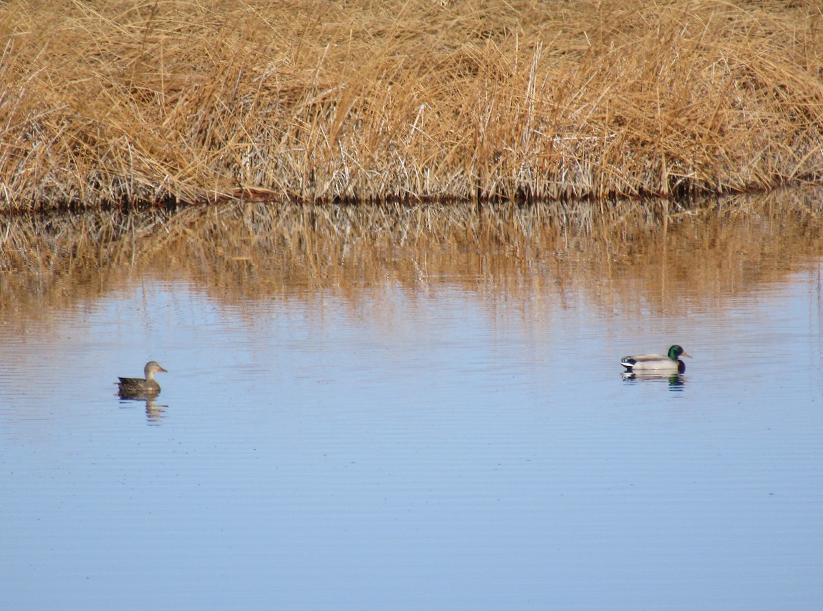 Mallard - Al Zerbe