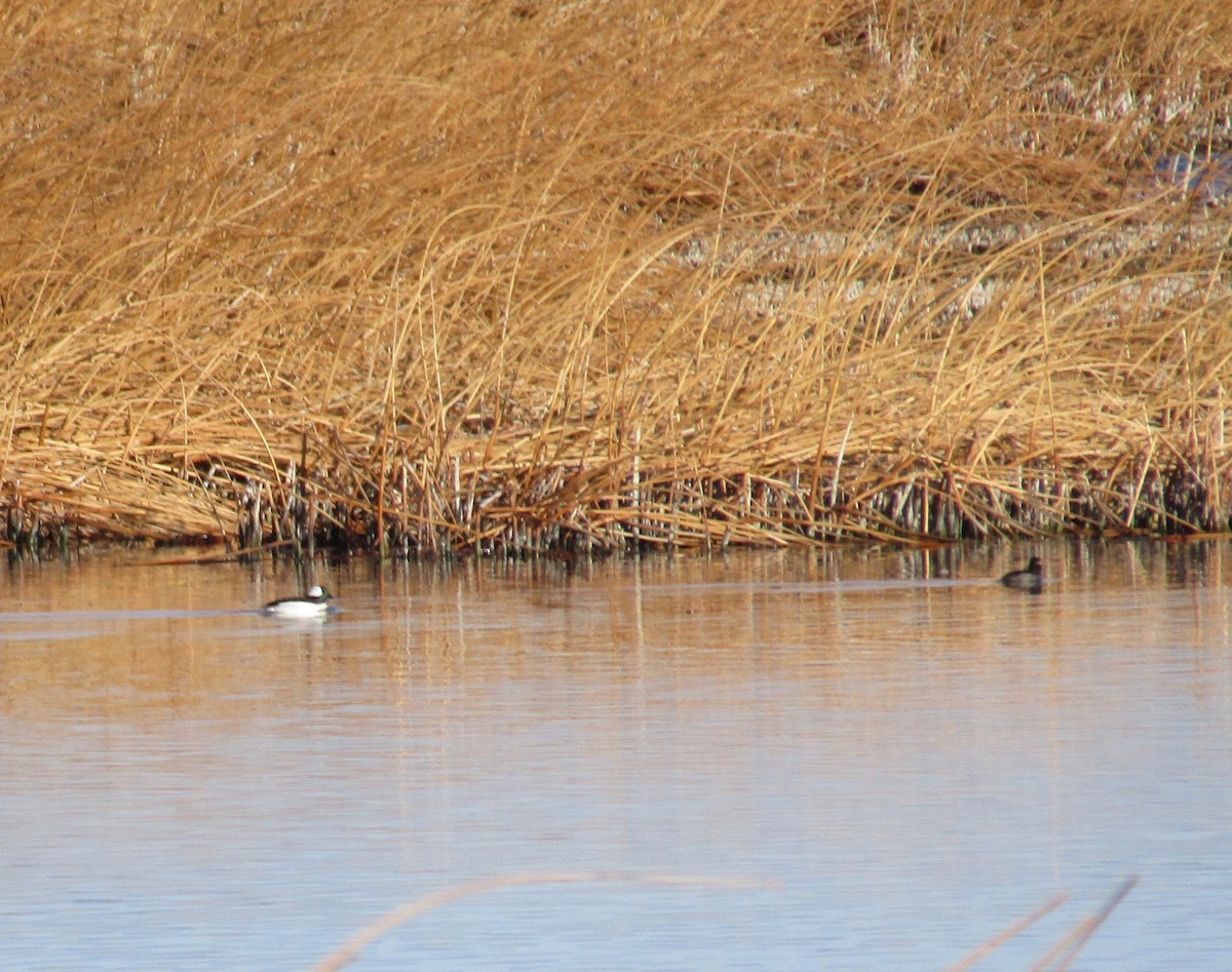 Bufflehead - ML222284191