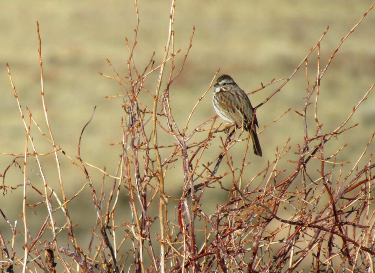 Song Sparrow - ML222285331