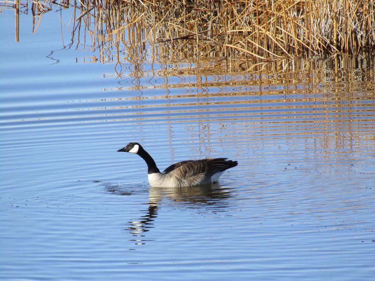 Canada Goose - ML222285481