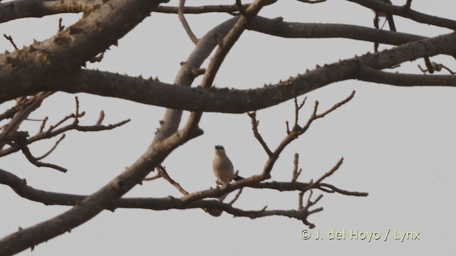 Black-crowned Tchagra - ML222287041