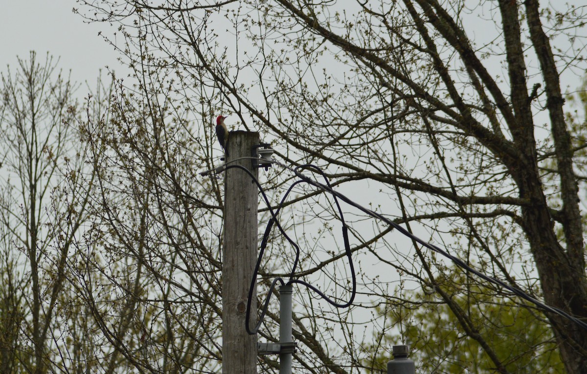 Red-bellied Woodpecker - ML222287721