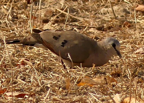 Black-billed Wood-Dove - ML222289851